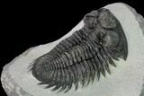 Coltraneia Trilobite Fossil - Huge Faceted Eyes #153976-4